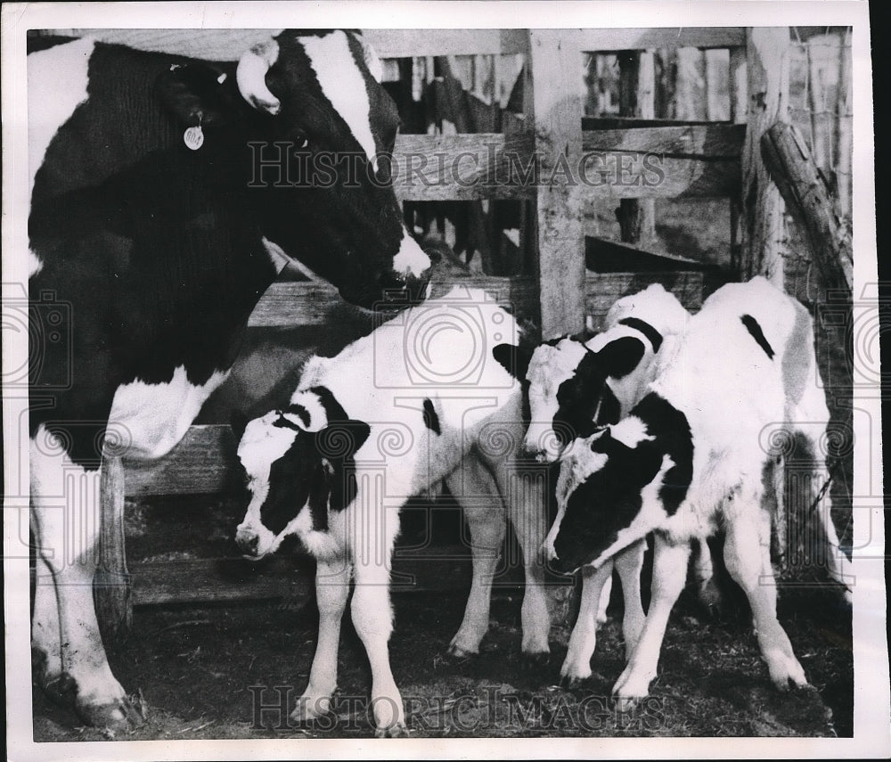 1951 Press Photo San Antonio, Tex. Cow with her triplet calves of LL Spangler - Historic Images