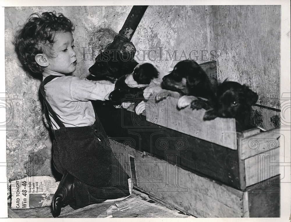 1947 Press Photo Larry Gershbein Joseph Jason Child Plays With Puppies - Historic Images