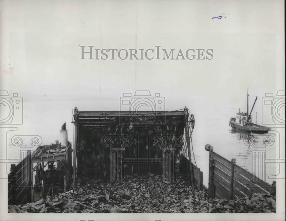 1937 Press Photo Seaweed being harvested unto a barge - Historic Images