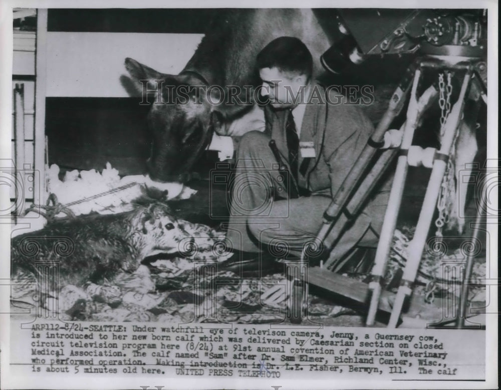 1954 Press Photo Dr. L.E. Fisher with Guernsey Cow Delivered Calf by Caesarian-Historic Images