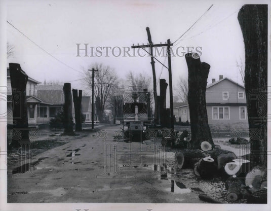 Press Photo Trees being cut to install power lines in Cleveland, Ohio - Historic Images