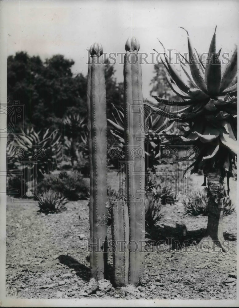 1937 Press Photo Pachecer Marginatus Mexico Cactus Plants - Historic Images