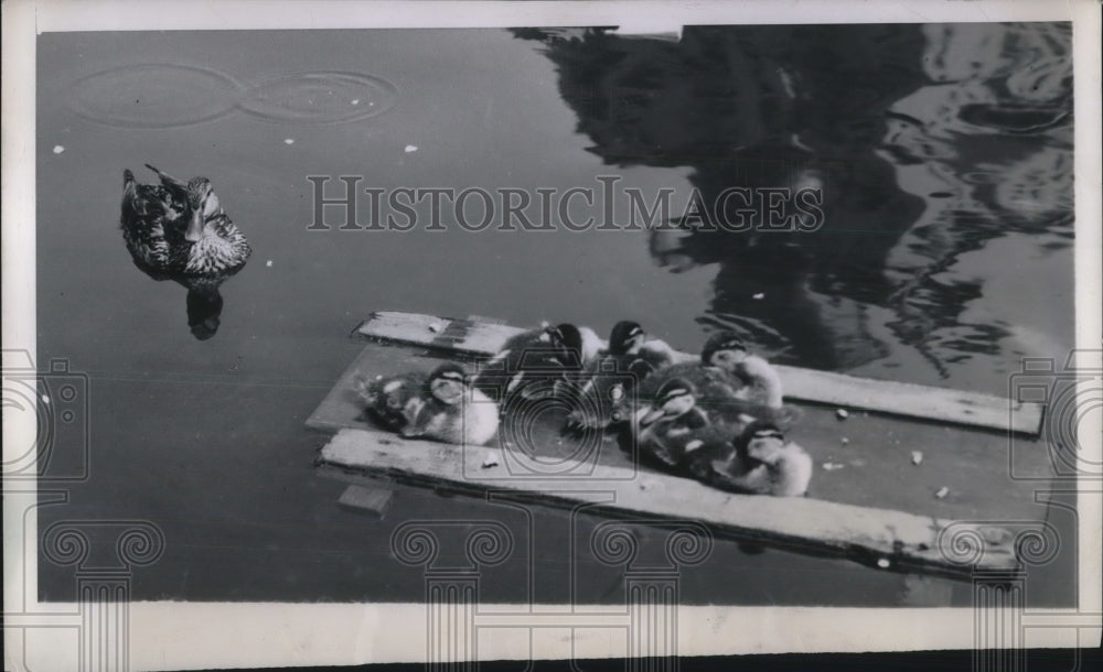 1949 Duck family makes its home on small lake in Central Park - Historic Images