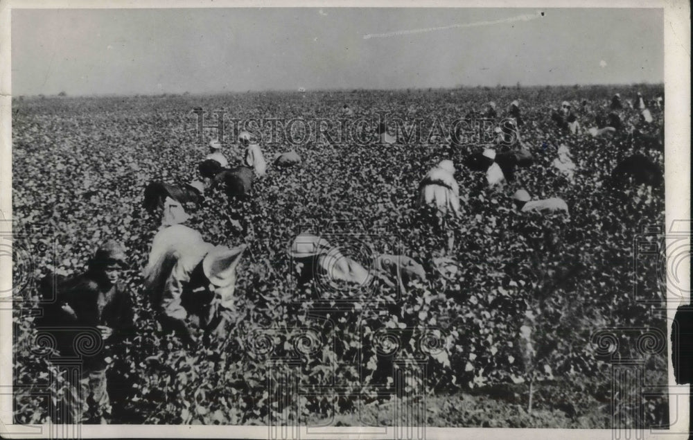 1931 Press Photo Egyptian Peasants Gathering Cotton Crop - Historic Images