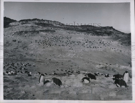 1956 Press Photo Penguins At McMurdo Sound In Antarctica-Historic Images