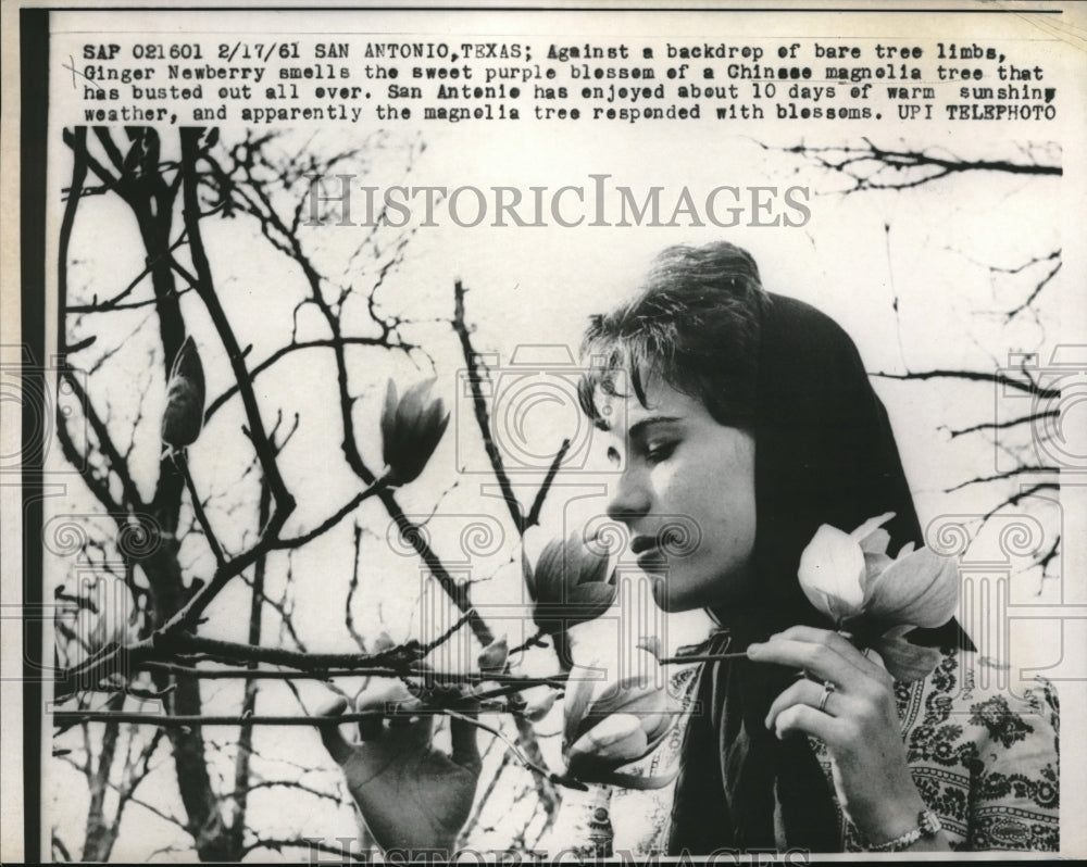 1961 Press Photo Ginger Newberry Smells Purple Blossom Chinese Magnolias - Historic Images