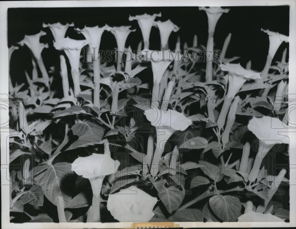 1959 Press Photo Exotic Moonflowers Remarkable Tropical Plants - Historic Images