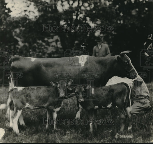 1921 Press Photo Cow with Twin Calves - Historic Images