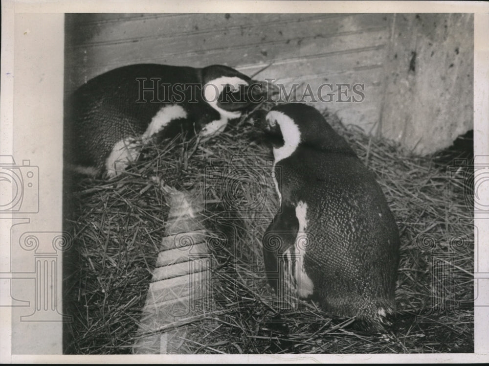 1938 Press Photo Penguin Eggs at Washington Zoological Park - Historic Images