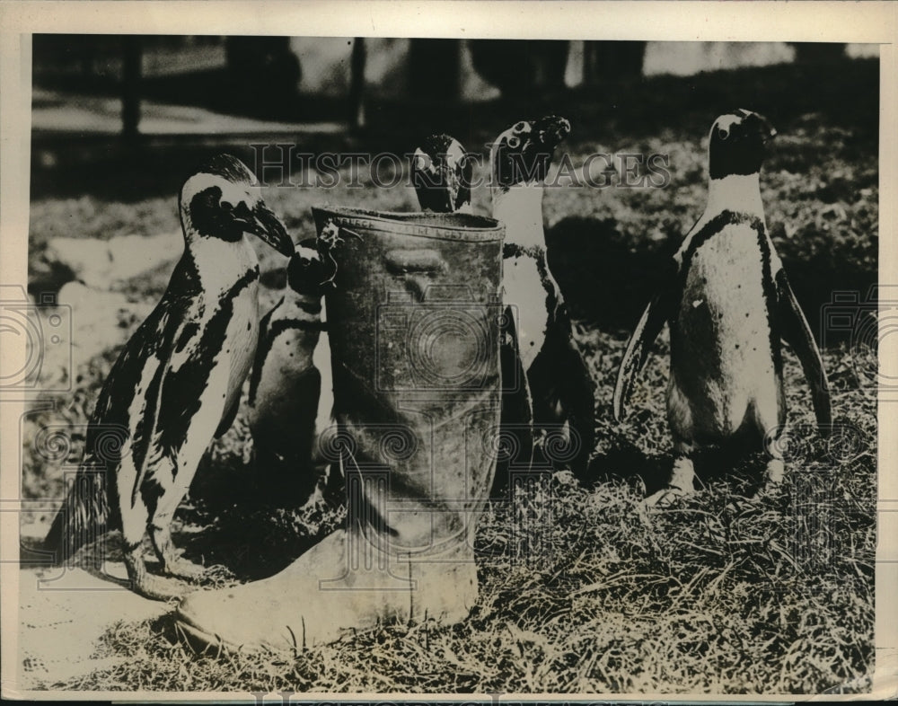 1926 Press Photo Family of Penguins at London Zoo Inspecting a Boot-Historic Images