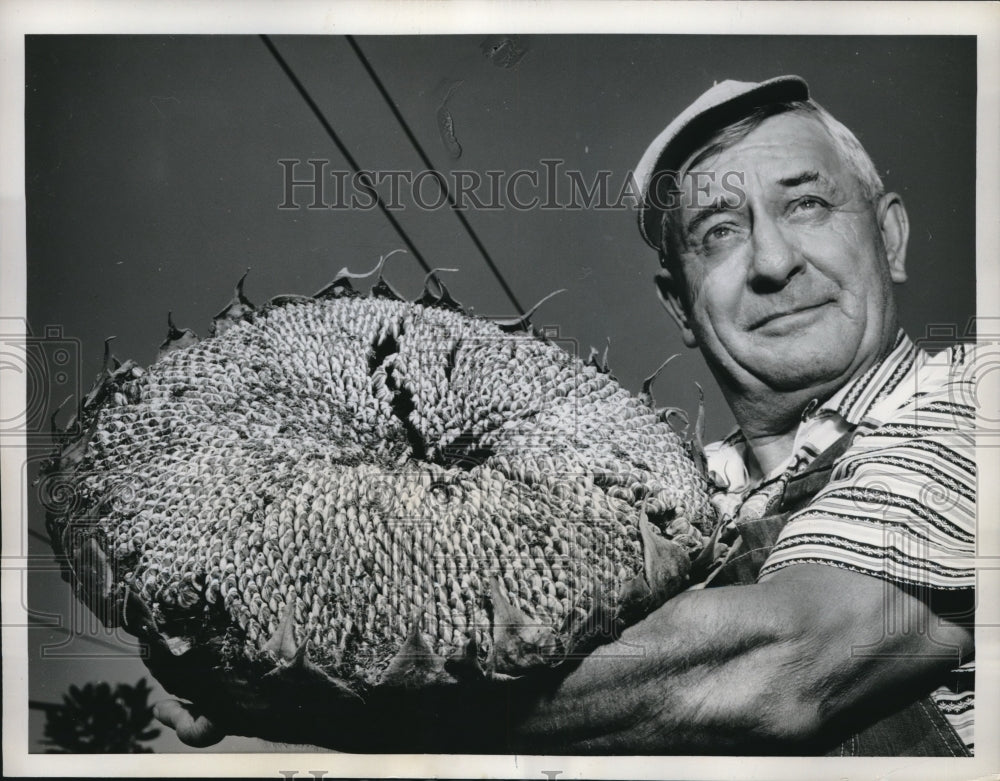 1961 Press Photo W.T. Nicholas with Giant Sunflower in Wichita, Kansas - Historic Images