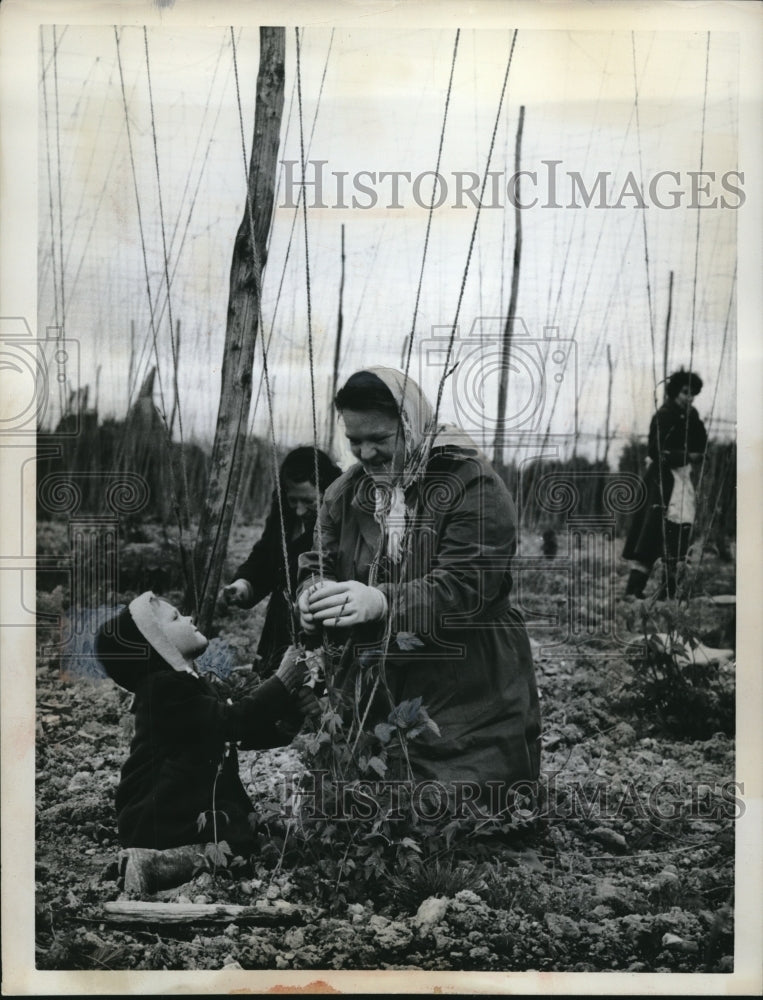 1962 Child helping woman to twine in a Kentish Hopfield - Historic Images