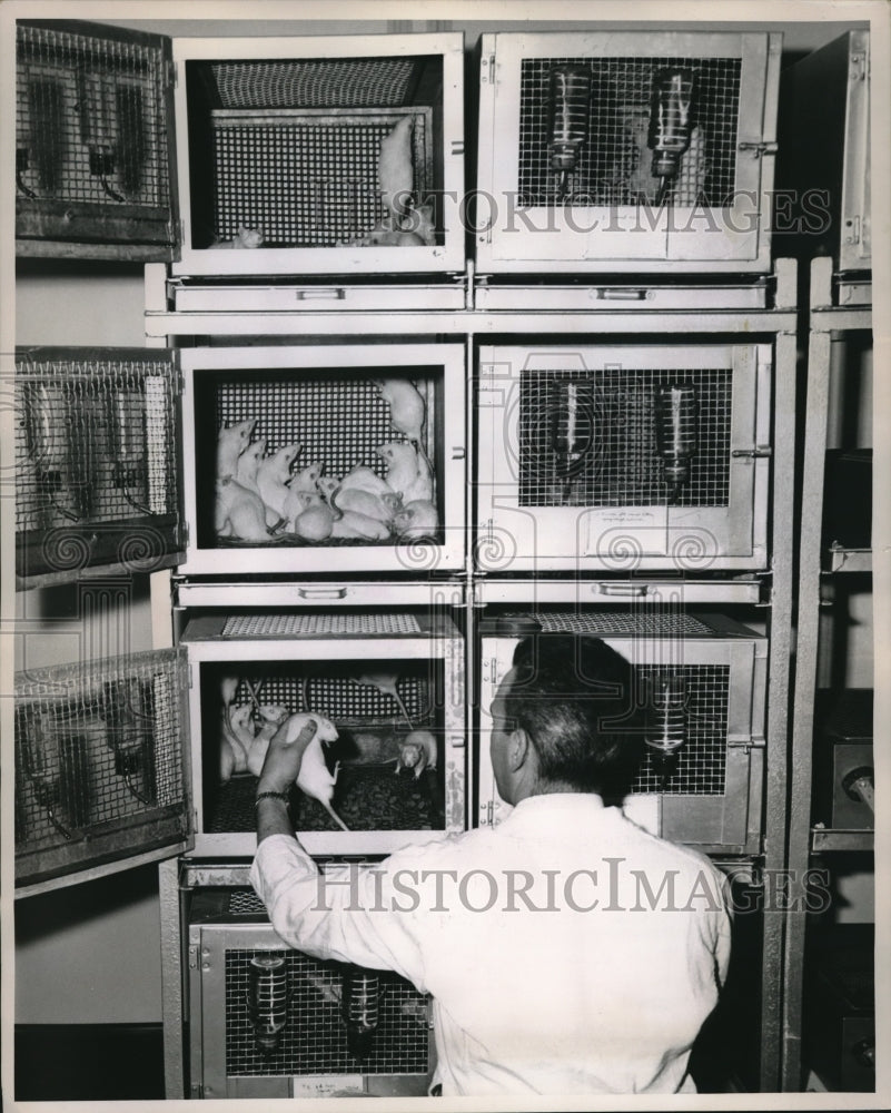 1951 Press Photo Dr. Milton Jaffee with White Rats-Historic Images