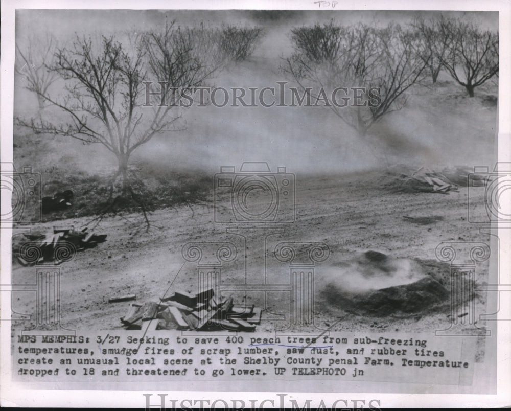 1955 Press Photo Fires Set To Save Peach Trees From Freezing In Memphis - Historic Images