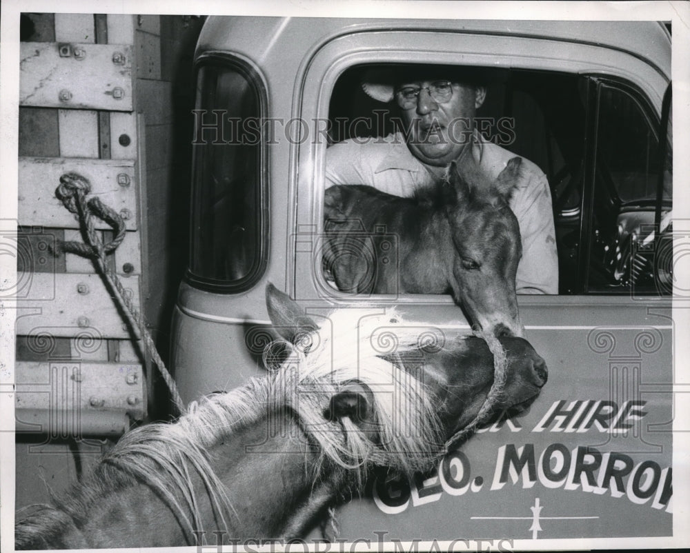 1952 George Marrow, Truck Driver Helps Colt Meet Its Mother - Historic Images