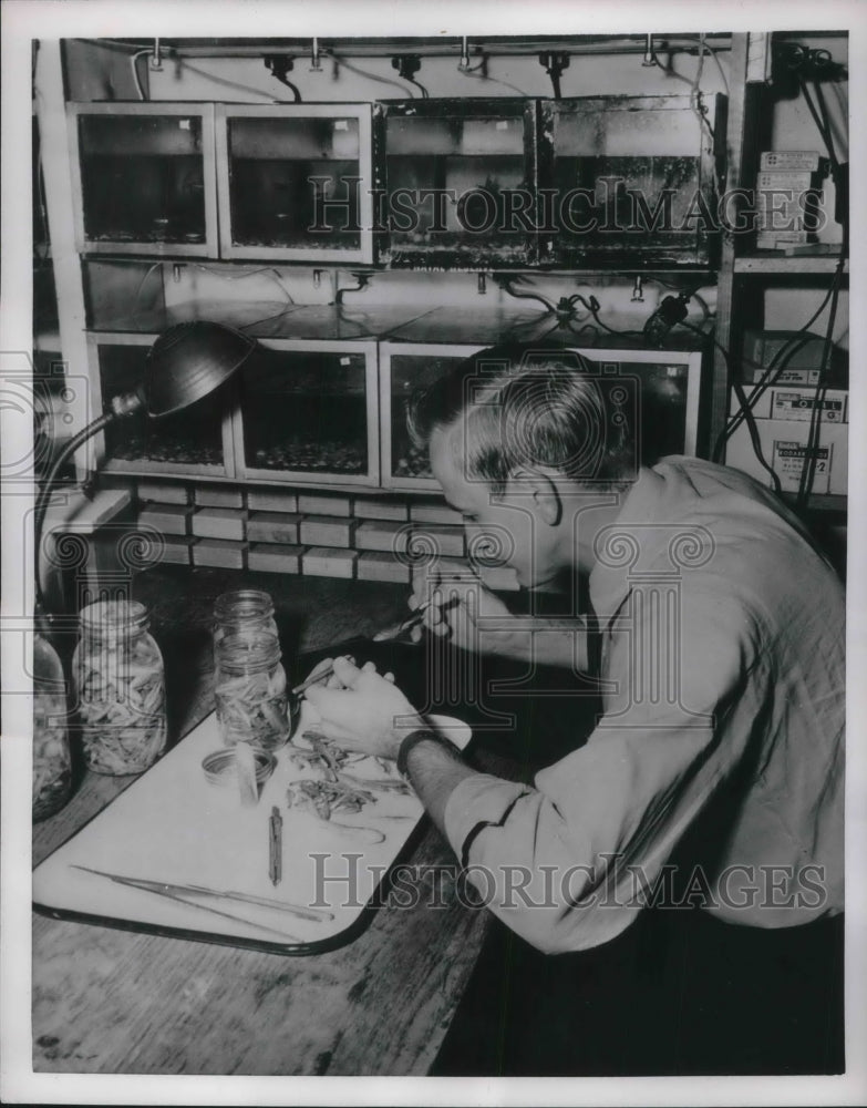 1954 Press Photo Allen Linder creating fishing lures at Stillwater, Okla.-Historic Images