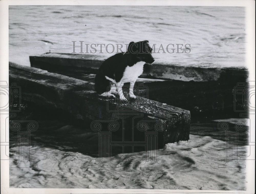 1949 Press Photo Puppy in Flood - Historic Images