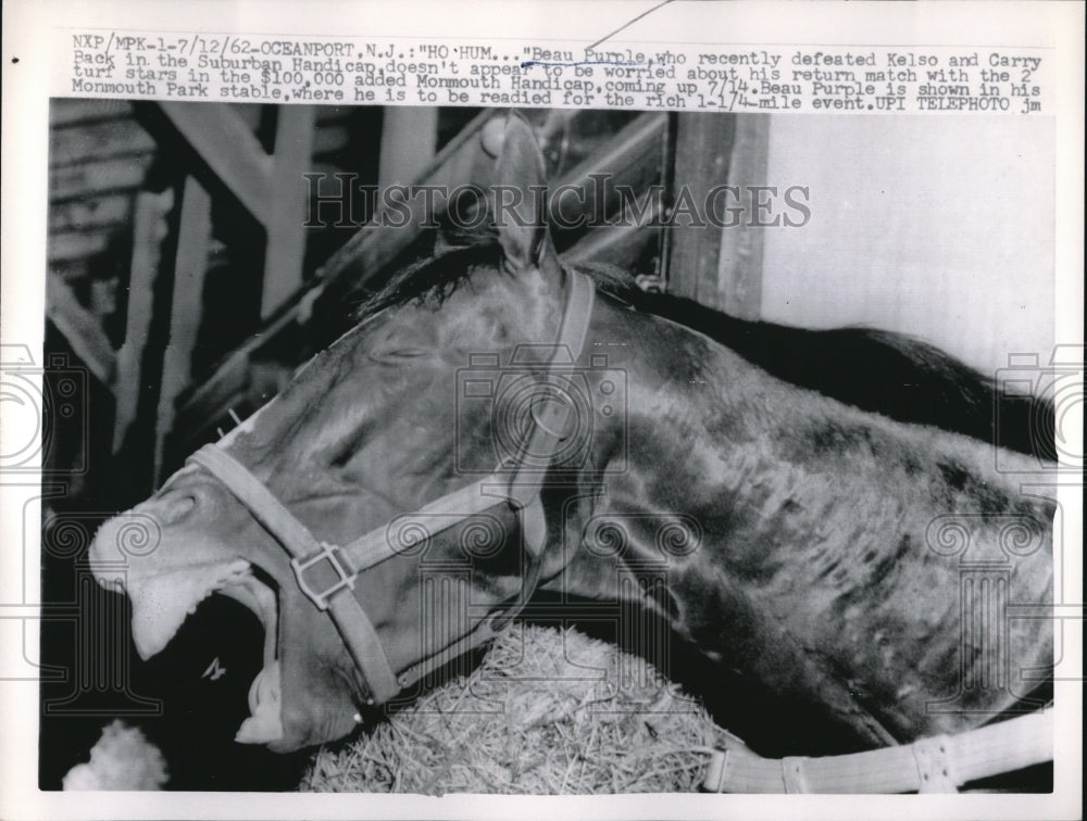 1962 Beau Purple looking relaxed before Monmouth Handicap in NJ - Historic Images