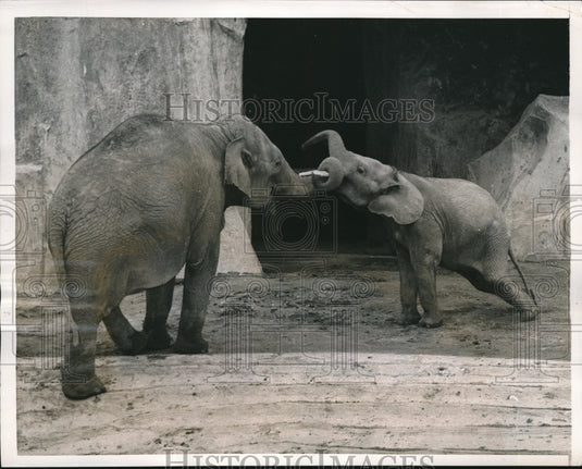 1956 Press Photo PAris, France baby elephant & its mom at Vincennes Zoo-Historic Images