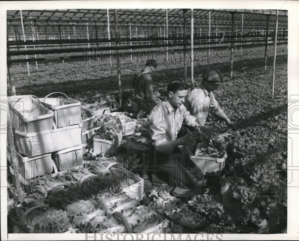 1944 Men at work in a greenhouse packing vegetables  - Historic Images