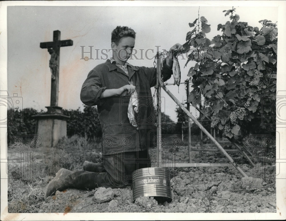 1958 Press Photo Germany, Berne Schmitt hanging herring in vineyard, - Historic Images