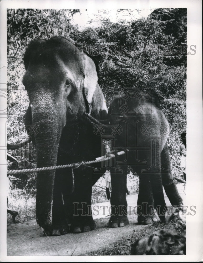 1955 Wild baby elephant tied to a huge elephant in captivity - Historic Images