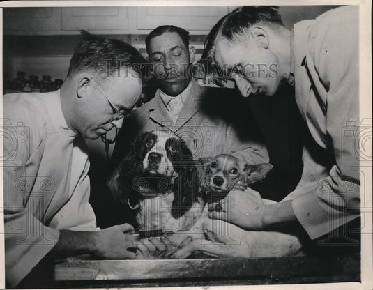 1947 Minneapolis, Minn Morgan's Animal Hospital, Dr examines dogs - Historic Images