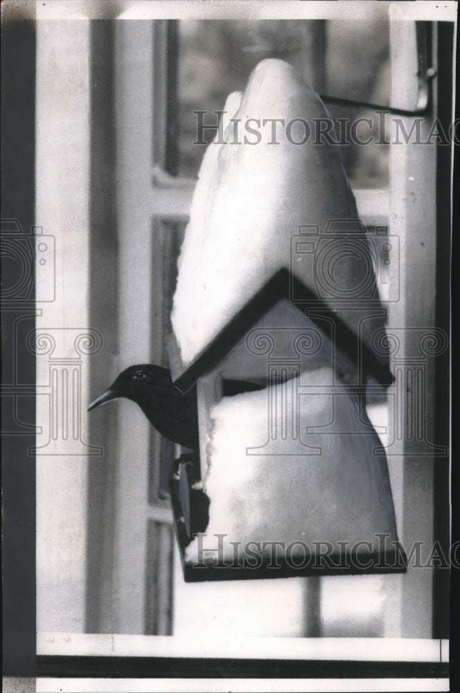 1958 Press Photo Bird peeking out of his bird house during winter season - Historic Images