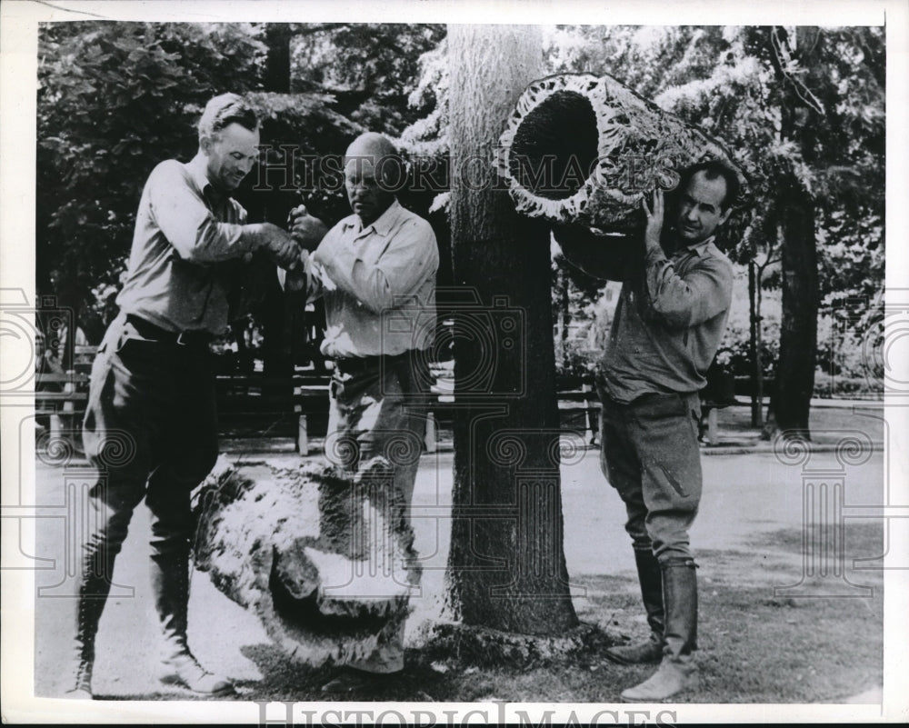 1943 Press Photo Weighing Section of Cork Oak Tree Overcoat - Historic Images