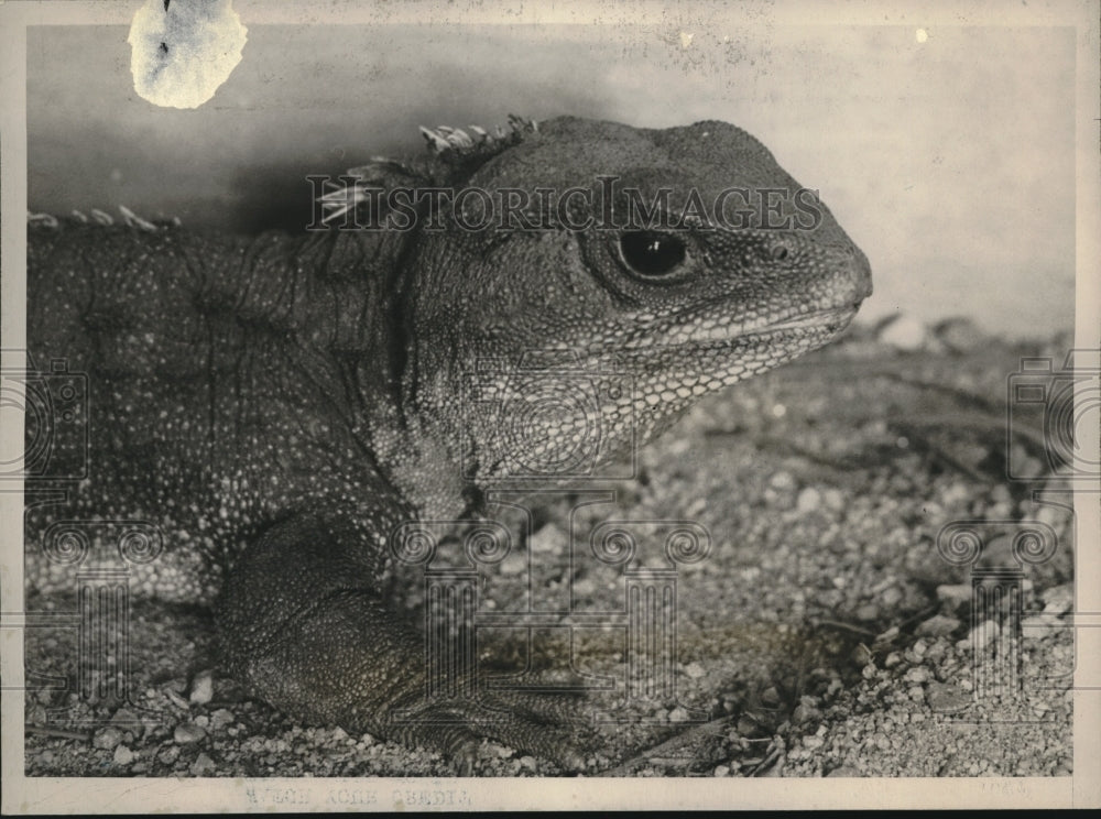 1926 Press Photo The Tuataras, oldest living Vertebrate animal in the world, - Historic Images