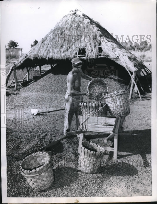 1960 Pine Nut Farm near Grosseto Italy Extracted from Pinecones - Historic Images
