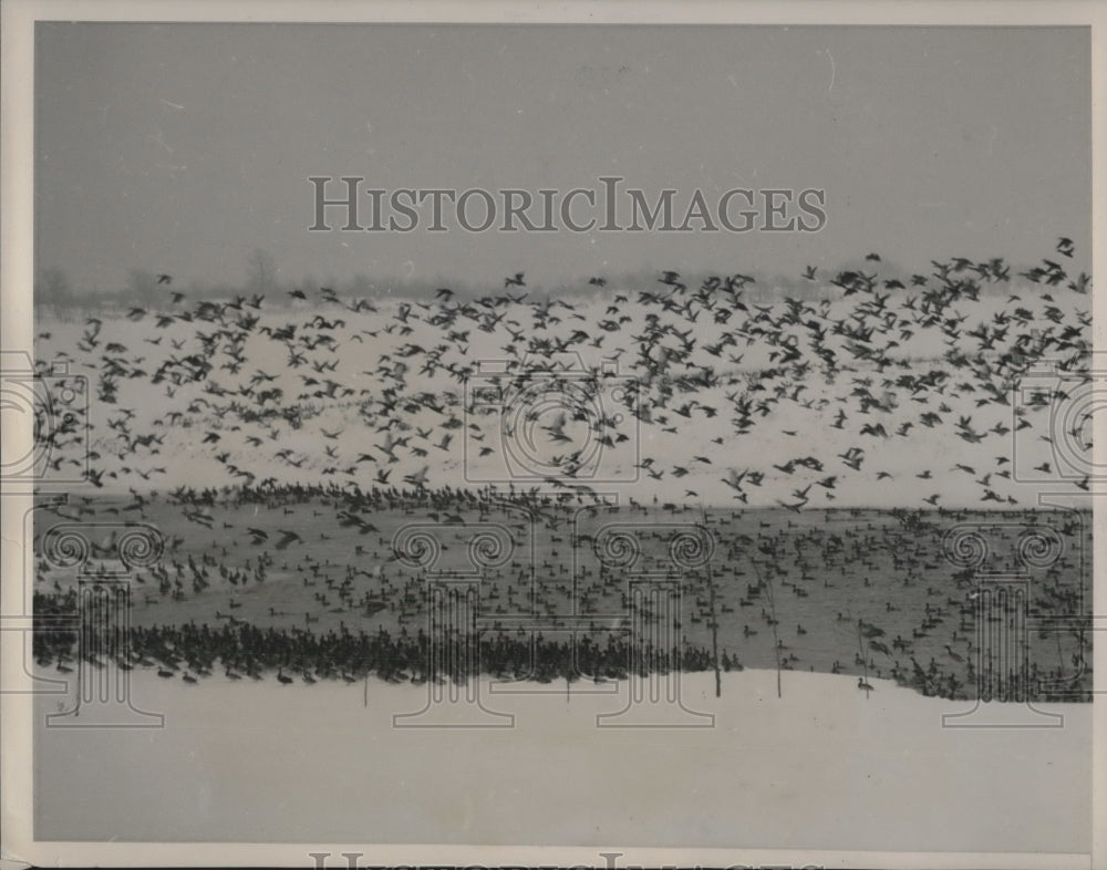 1940 Press Photo Ducks Wintering on Lake Springfield State Wildlife Sanctuary - Historic Images