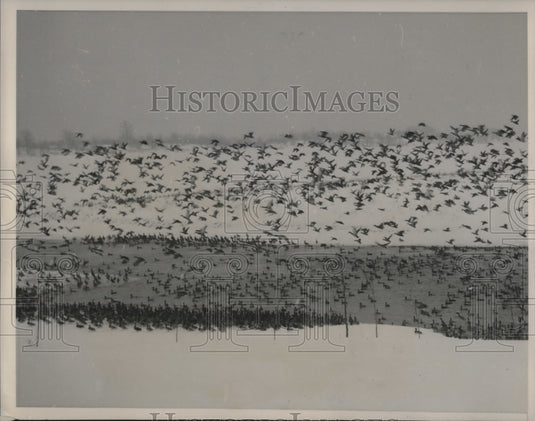1940 Press Photo Ducks Wintering on Lake Springfield State Wildlife Sanctuary - Historic Images