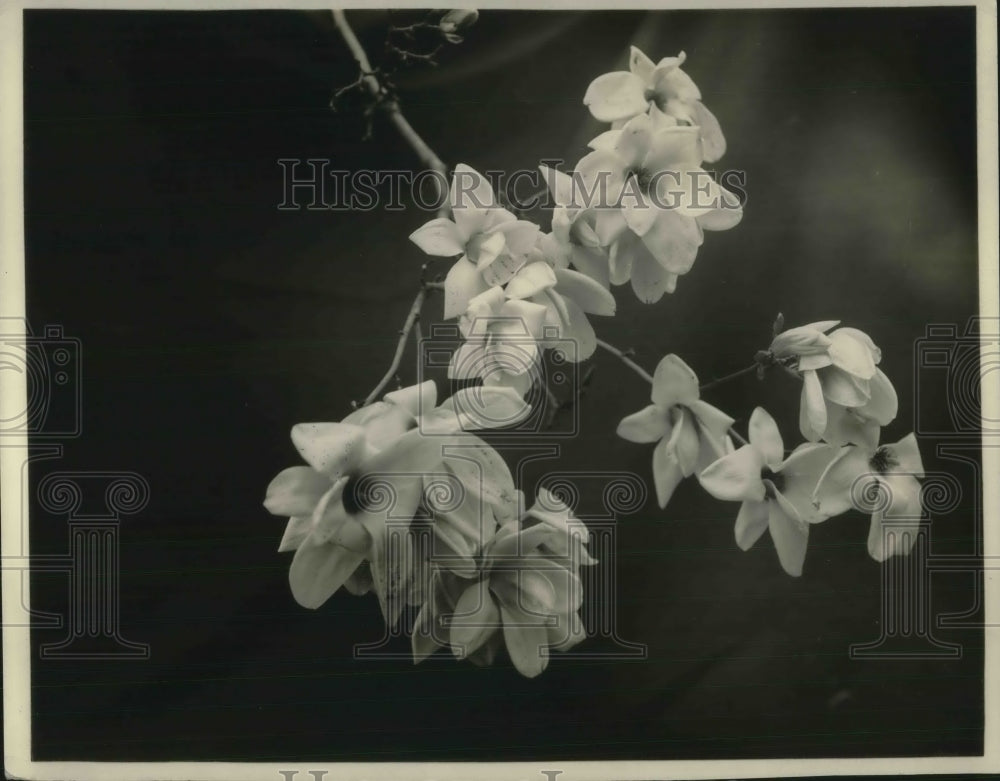 1924 Magnolia Blossoms On Display - Historic Images