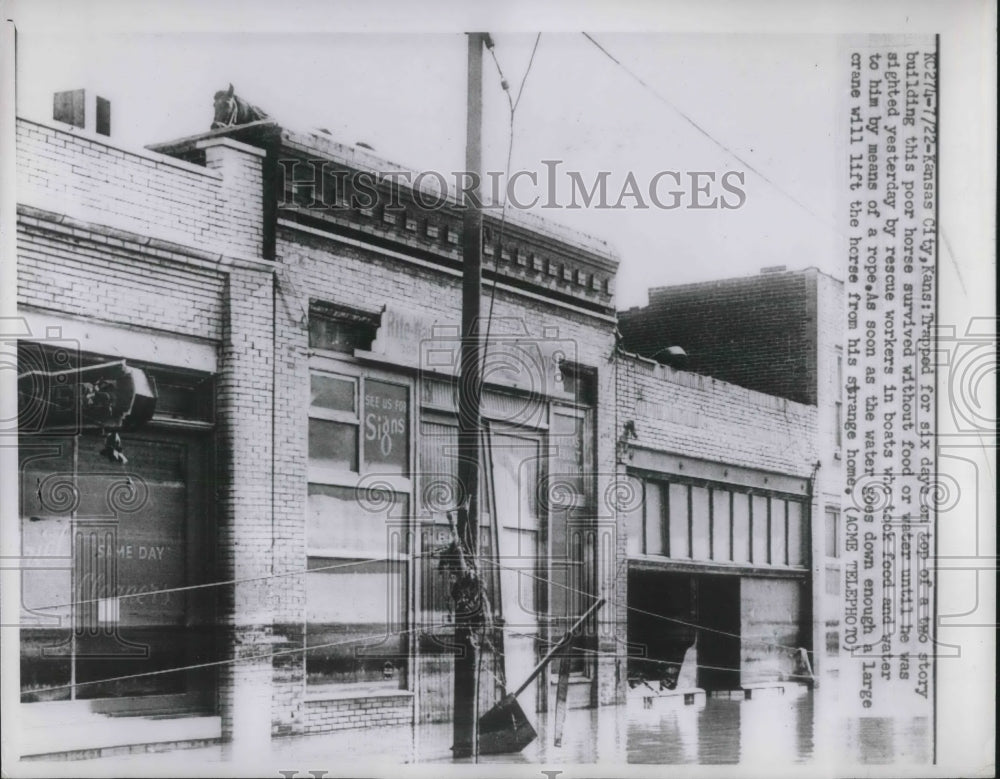 1951 Press Photo Kansas City, Kans, rescue of a horse from flooded area - Historic Images