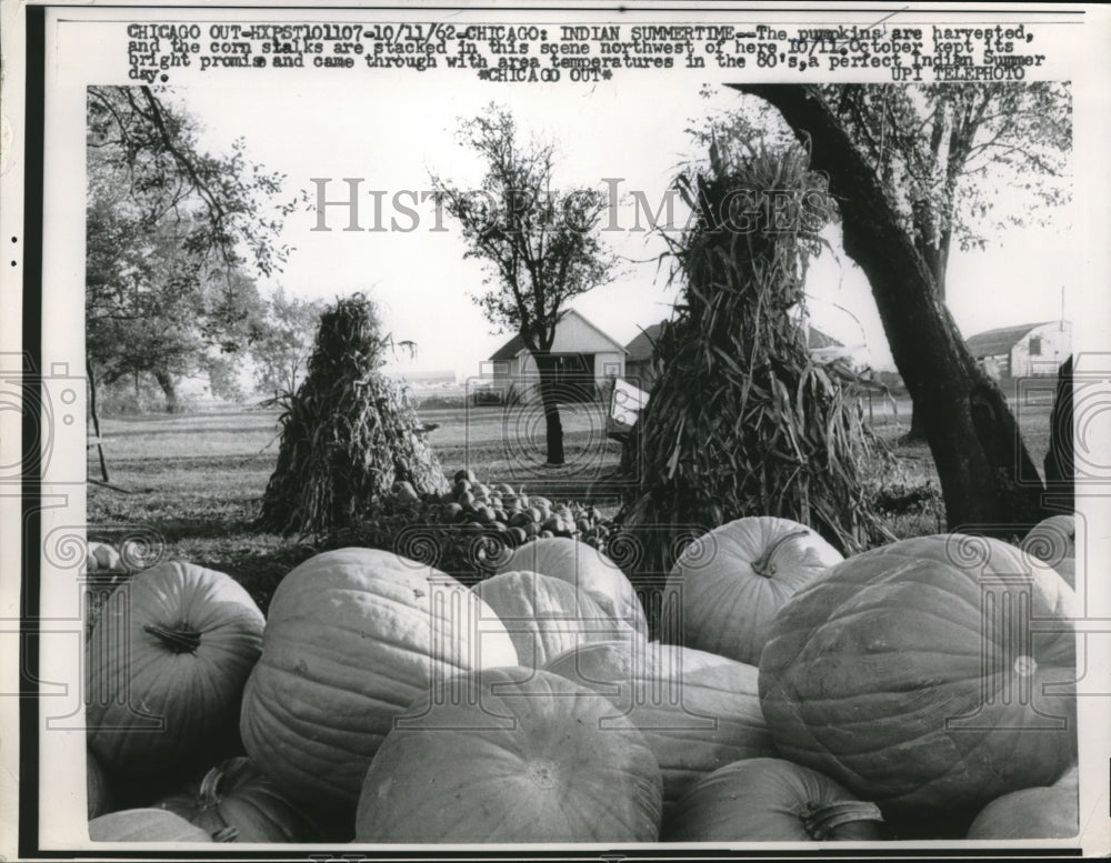 1962 Pumpkins Harvested and Corn Stalks Stacked on Indian Summer Day - Historic Images