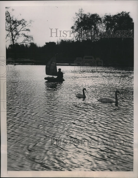 1947 Press Photo Wimbledon Commons lake in London, boaters & swans - Historic Images