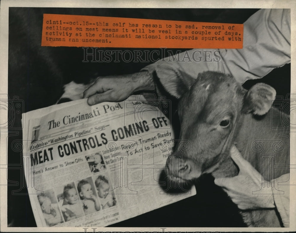 1946 Press Photo A calf with newpaper of price of meat control story - neb93971 - Historic Images