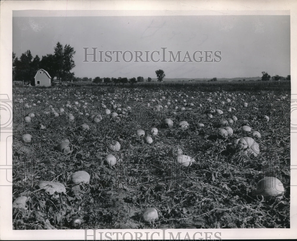 Press Photo Farm field full of pumpkins ready to harvest-Historic Images