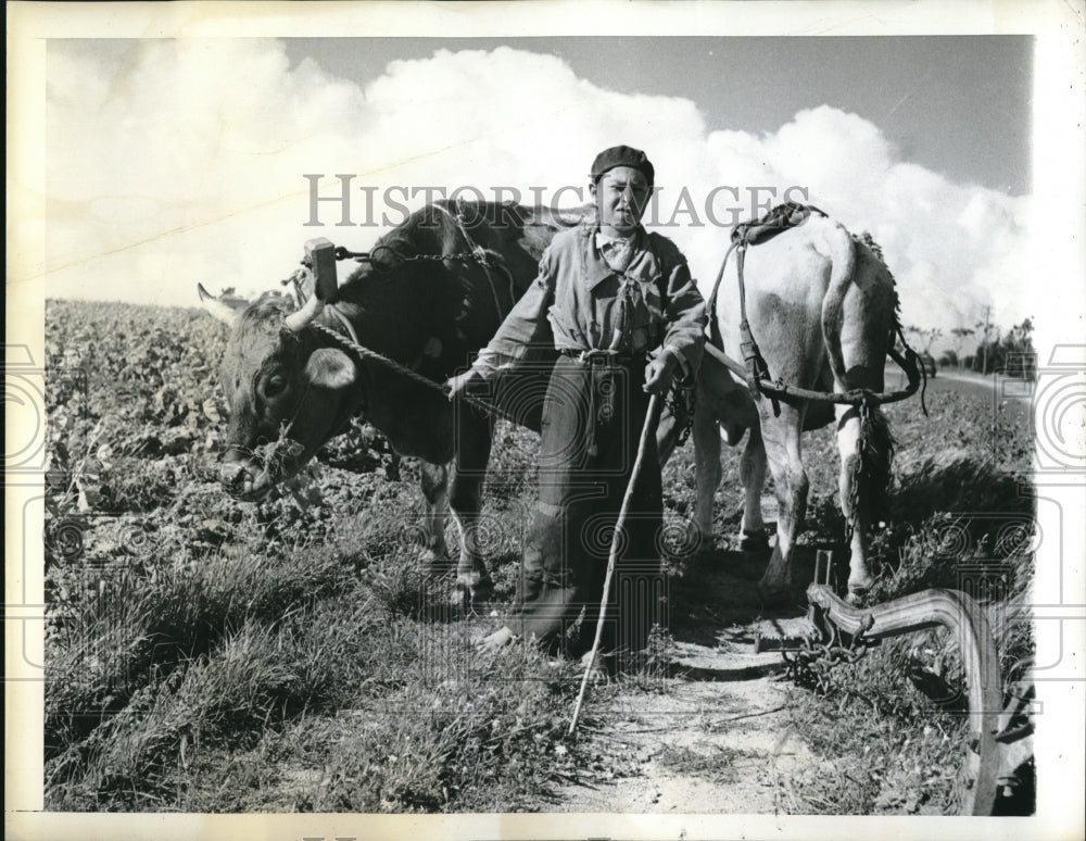 1943 Press Photo Algeria, farmer with his oxen to plow farm fields - Historic Images