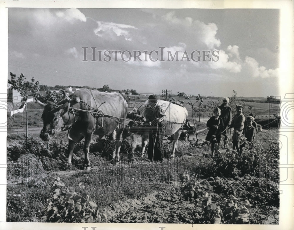 1943 Press Photo Algerian farm family &amp; ox drawn plow in their fields - Historic Images