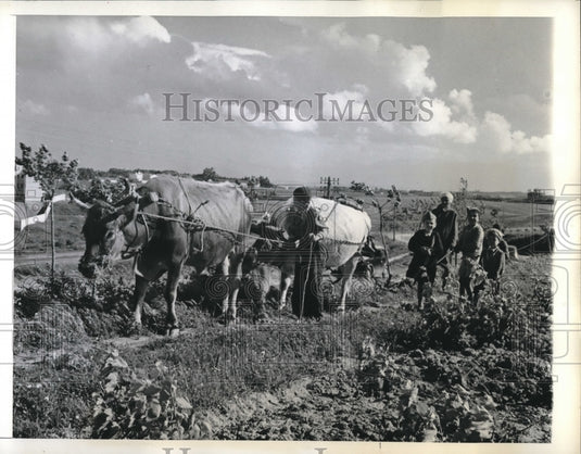 1943 Press Photo Algerian farm family & ox drawn plow in their fields - Historic Images