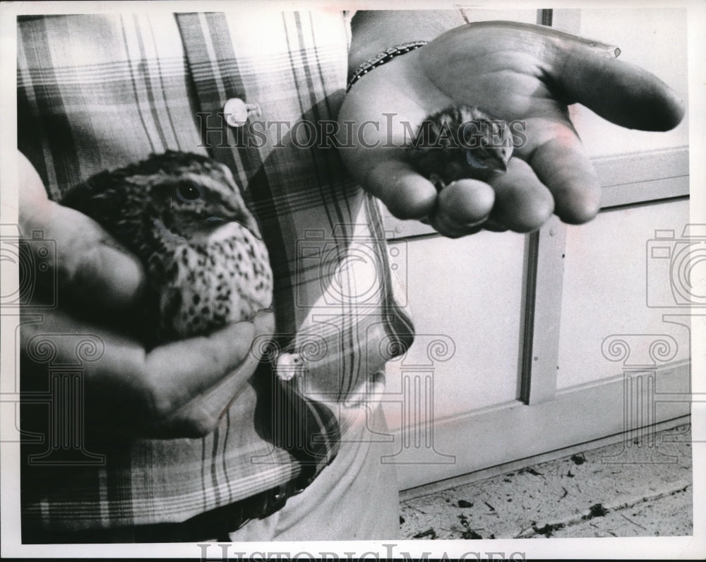 Press Photo big and little birds sitting on human hand - neb94321 - Historic Images