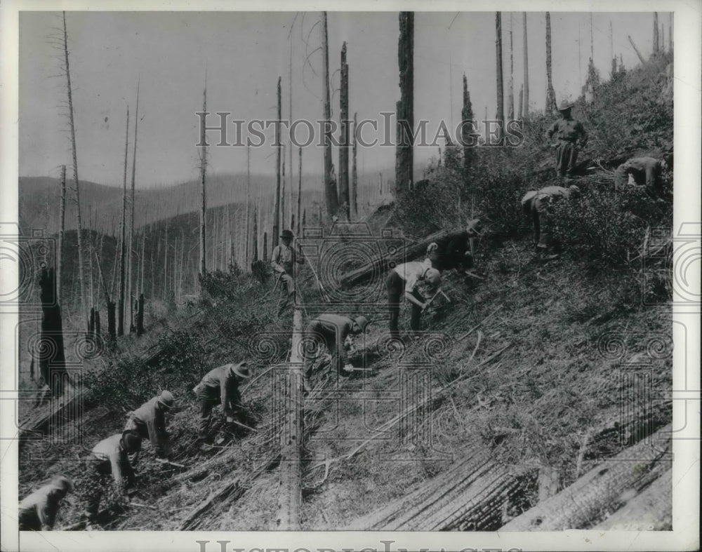 1939 Press Photo workers planting trees in U.S. Re-forestation project-Historic Images