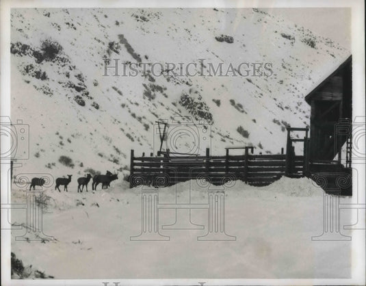 1950 Press Photo Elk Seek Lodging at Government Farm in Naches, Washington-Historic Images
