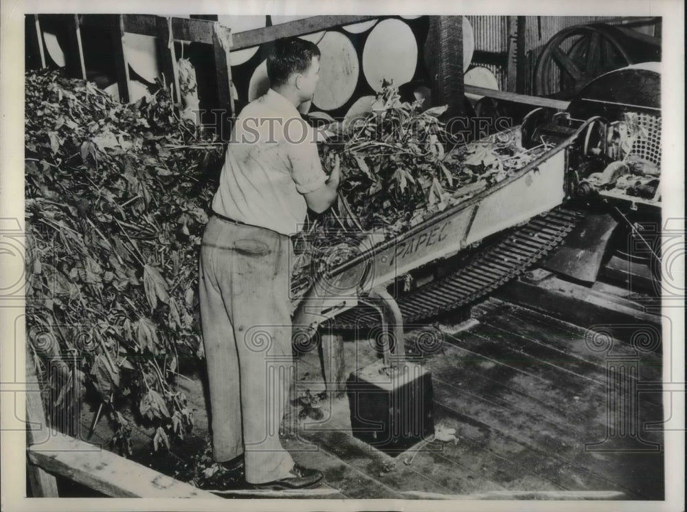 1943 Press Photo View of the Leaves and Stalks of the Castor Plant in factory - Historic Images