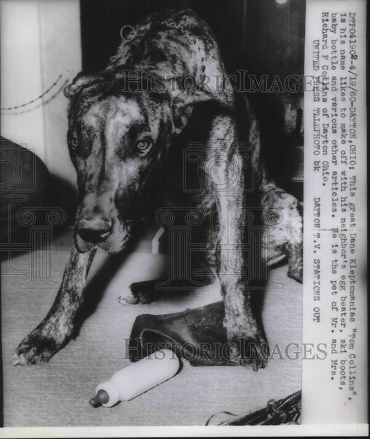 1961 Press Photo View of great dane "Tom Collins" in Dayton Ohio - Historic Images