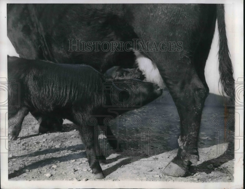 1950 Twin Angus Calves Mother had Twins 9 out of 10 Years - Historic Images