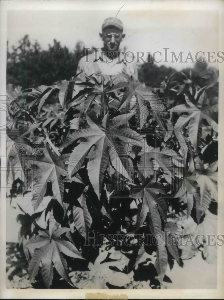 1943 Press Photo Young Castor plant growing in Texas - Historic Images