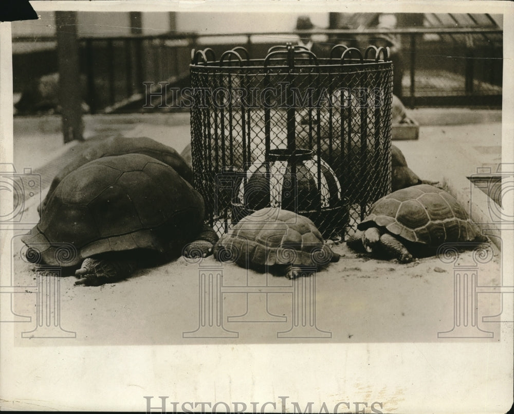 1929 Press Photo Grooved Tortoises Keep Warm by Electric Heater at London Zoo - Historic Images